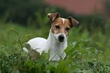 JACK RUSSEL 231